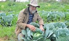 Agricultor doa três toneladas de repolho ao Banco de Alimentos (BAS)